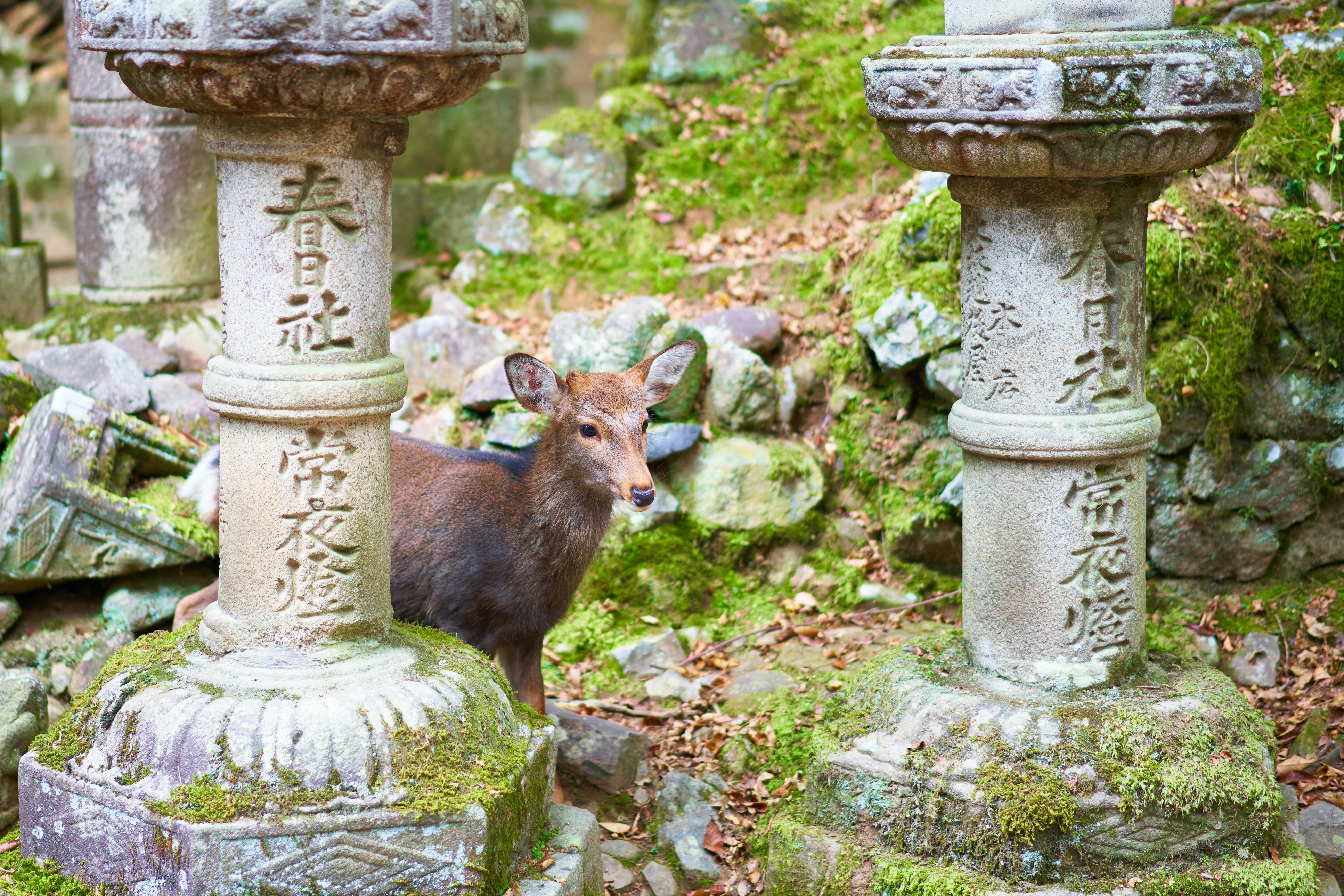Sika deer on an empty path between stone lanterns in Nara Park at early morning