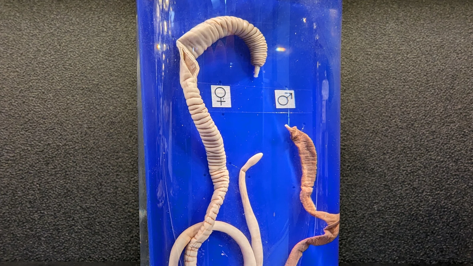 Meguro Parasitological Museum