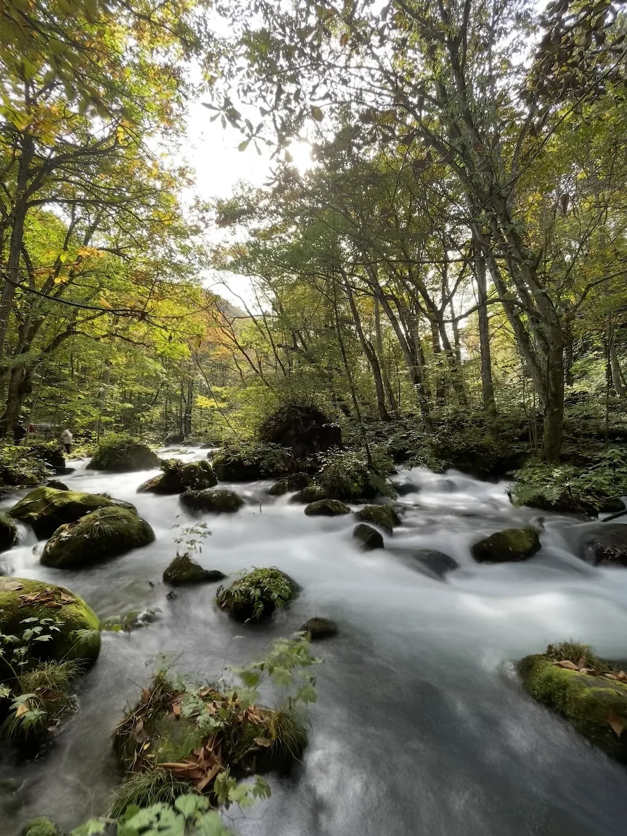 Oirase keiryū Gorge in Aomori
