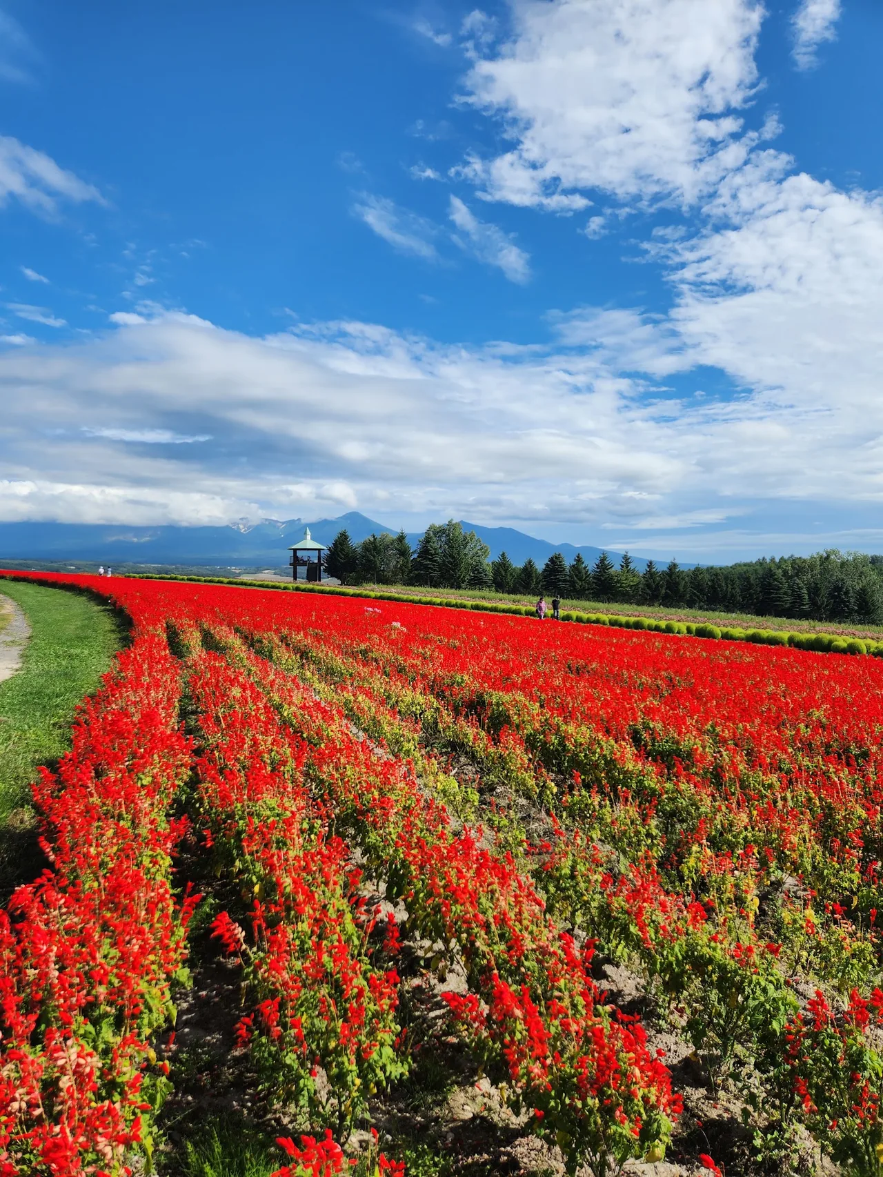 Furano and Biei Flower Fields