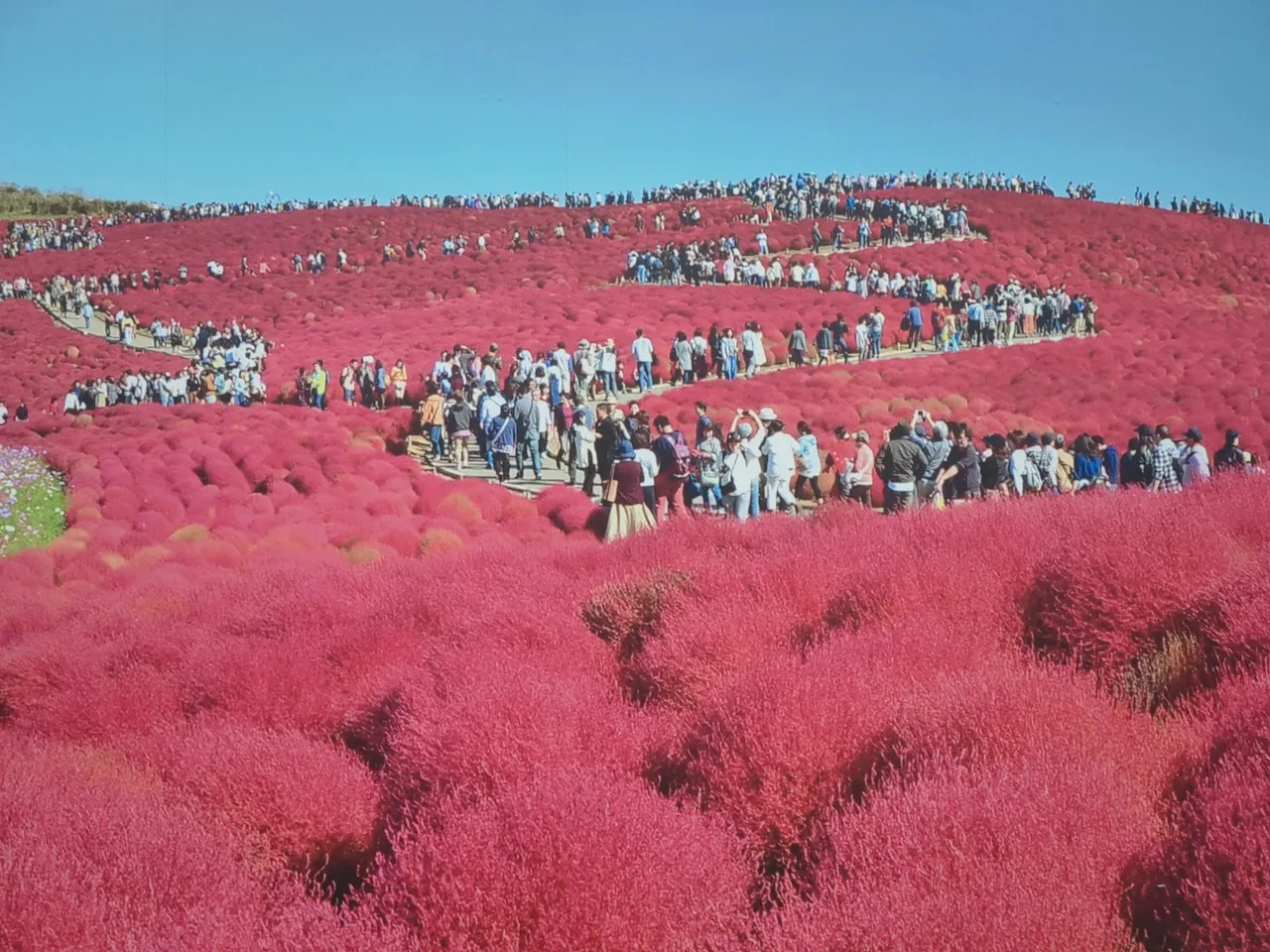 Hitachi Seaside Park in Ibaraki