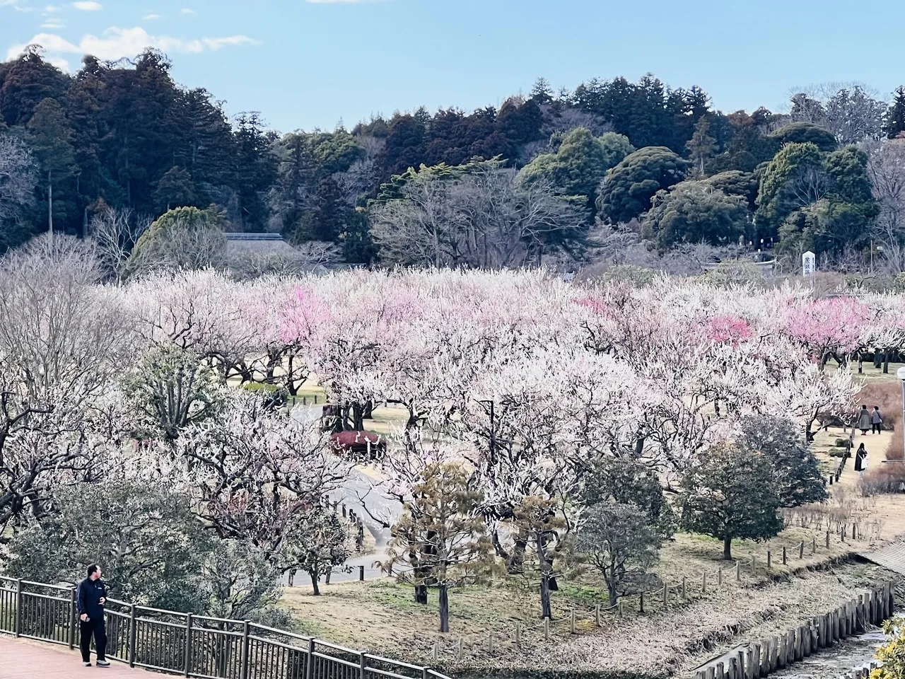 Kairakuen Garden in Ibaraki