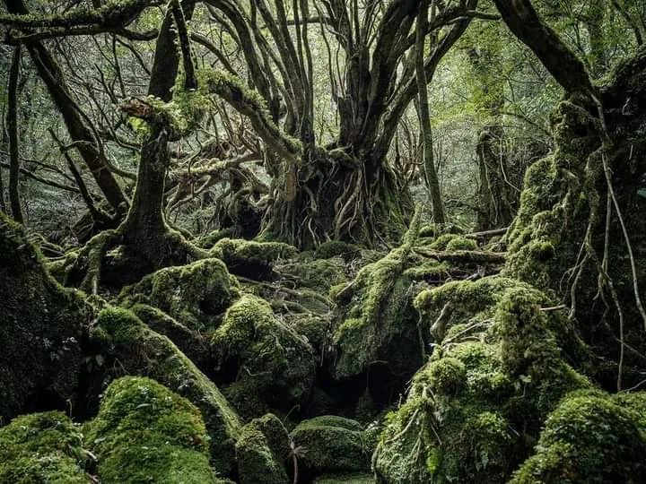 Yakushima Island in Kagoshima
