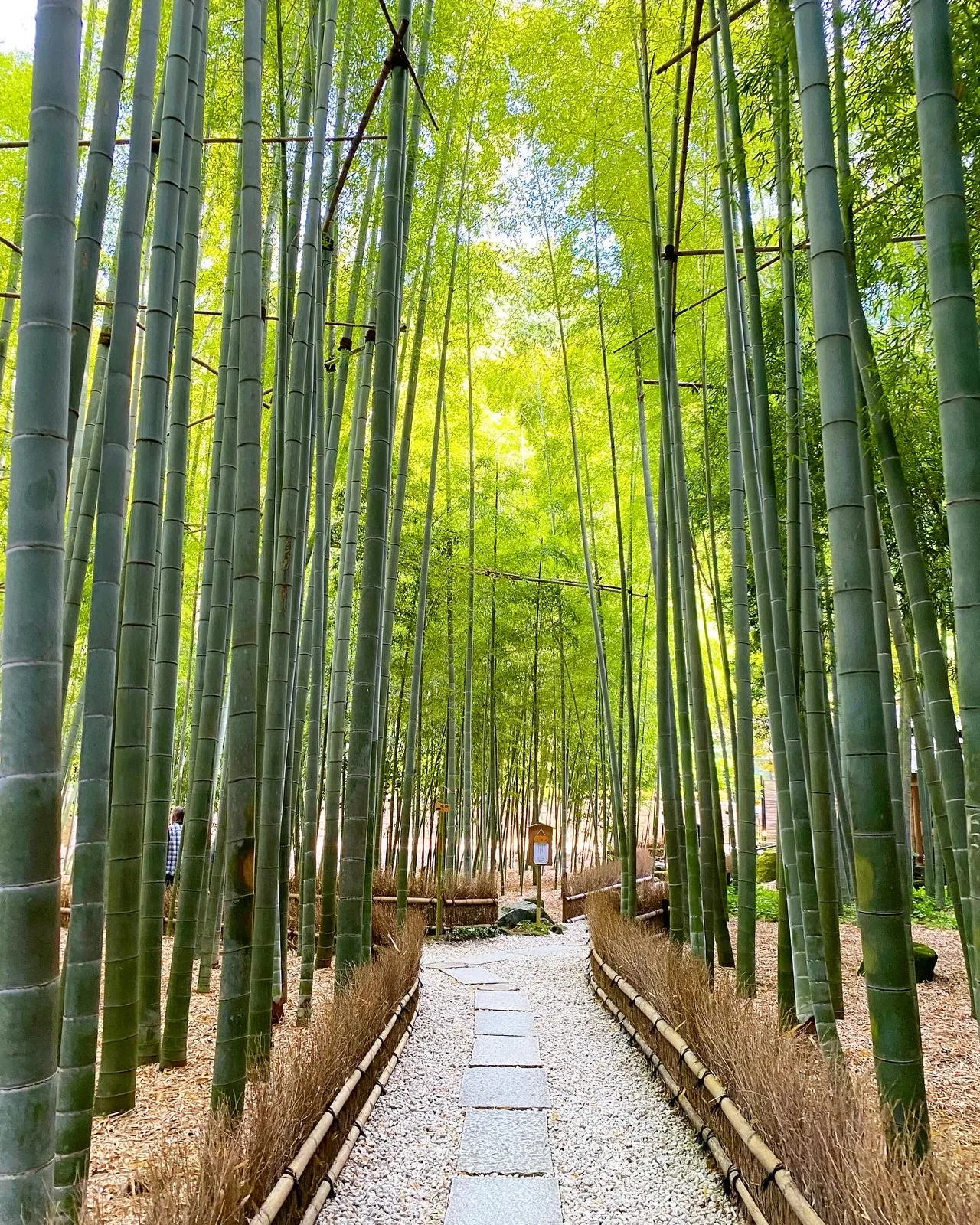 Hokokuji Bamboo Forest in Kamakura