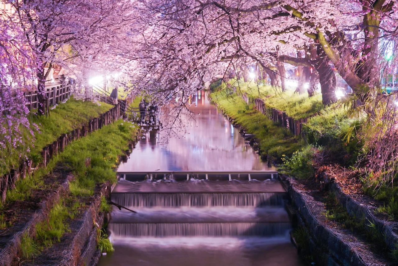 Shingashi Riverbank Cherry Blossoms