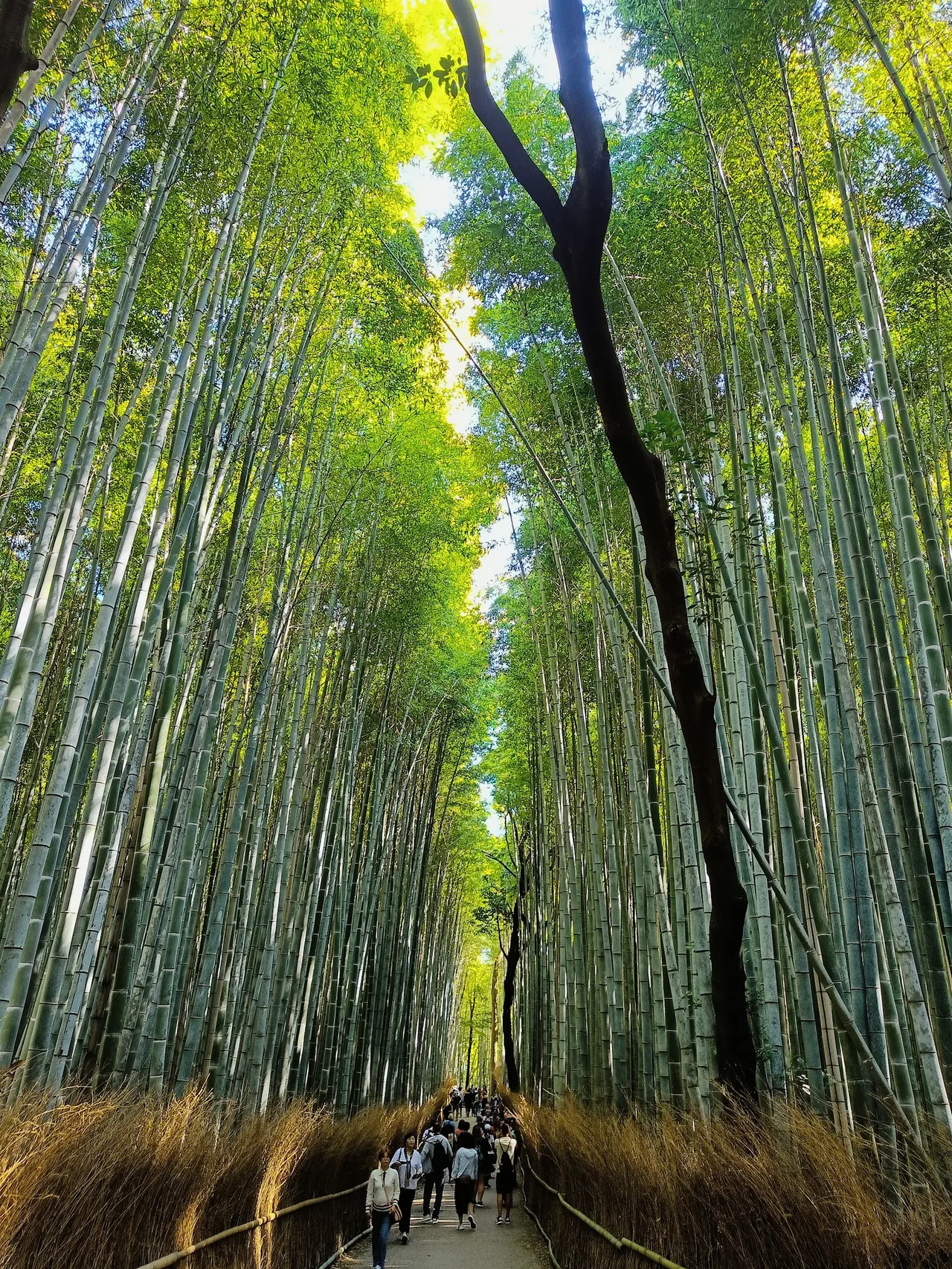 Arashiyama Bamboo Grove in Kyoto