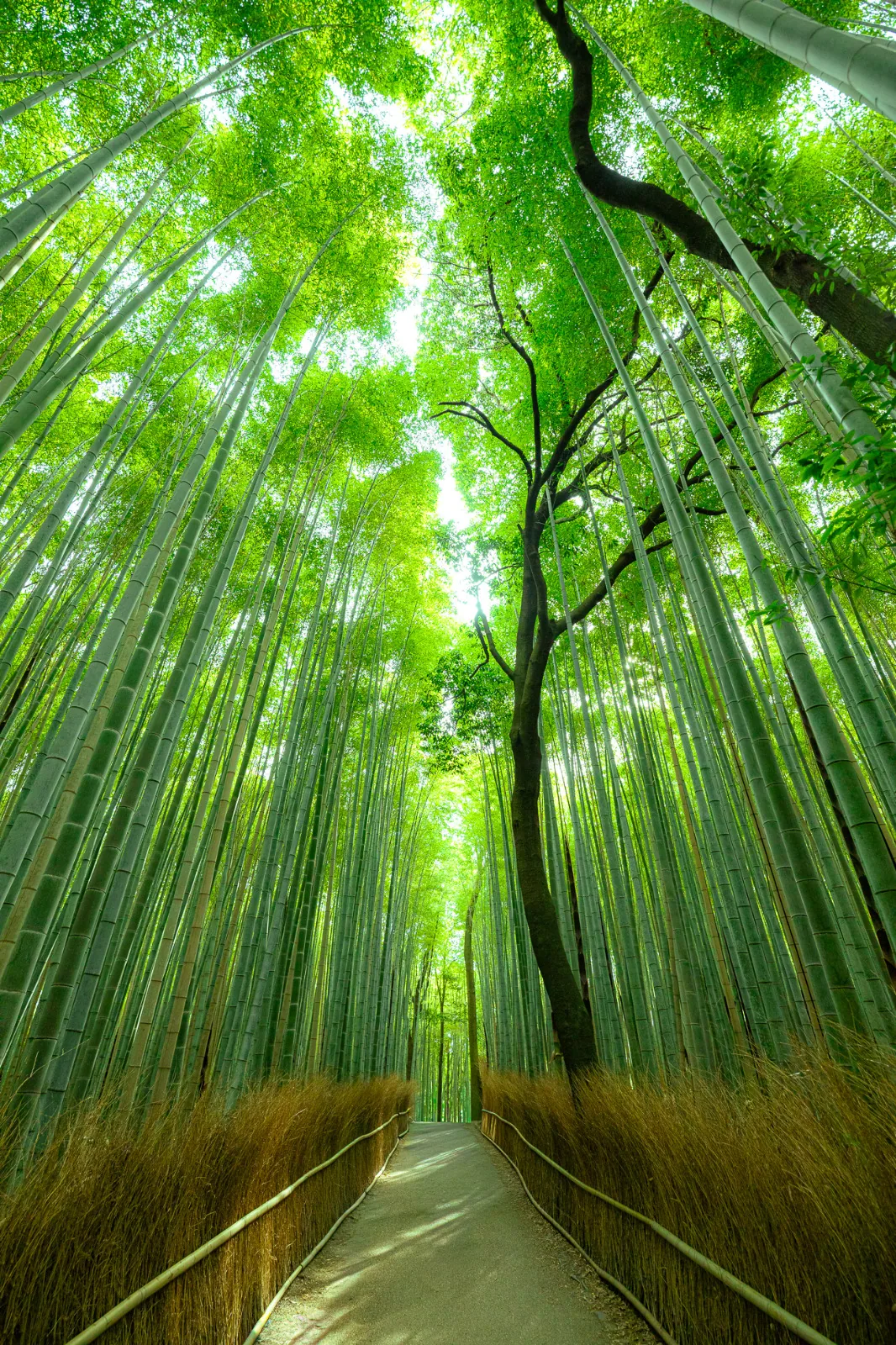 Arashiyama
