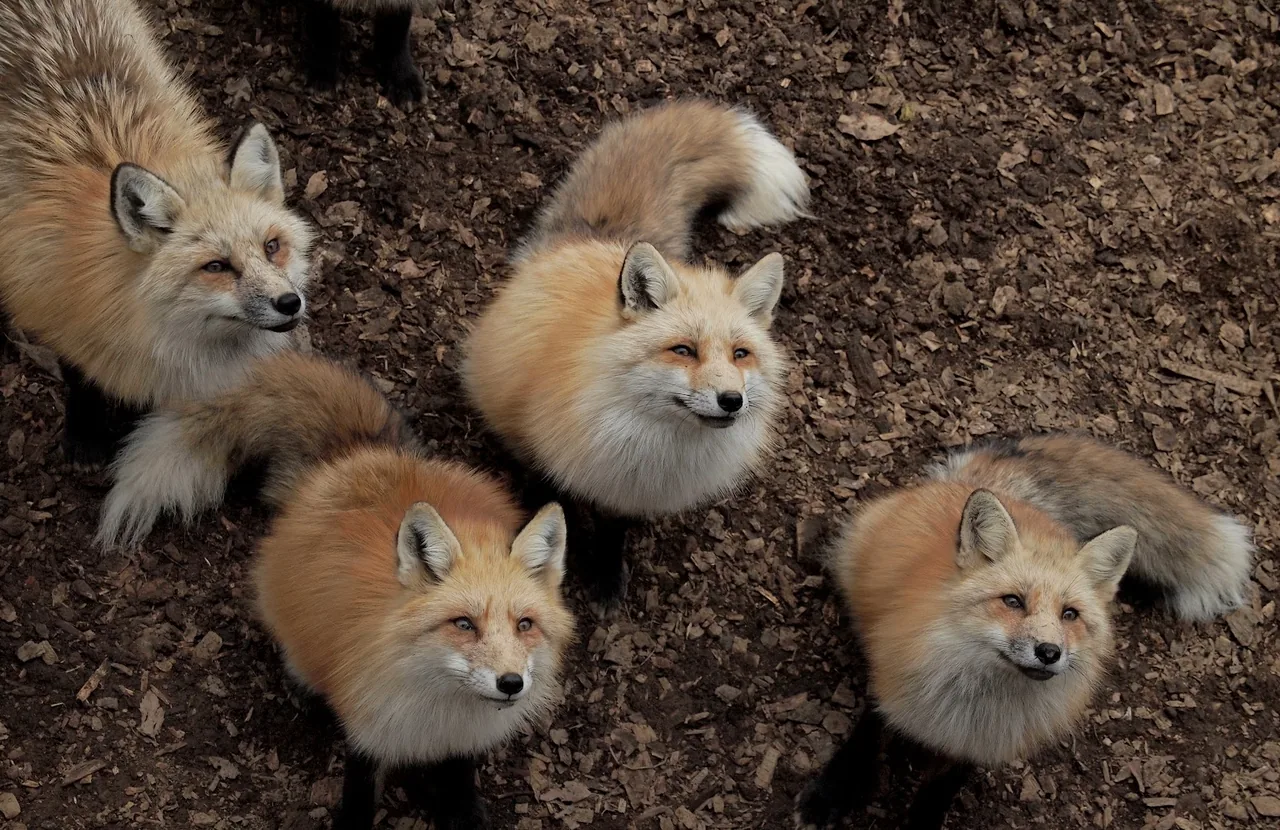 Zaō Fox Village in Miyagi