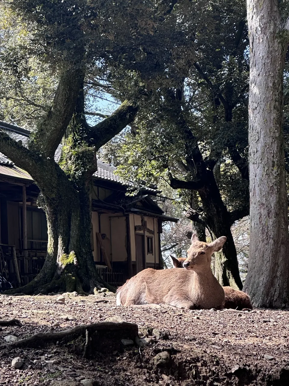 Sika deer under the trees in Nara Park