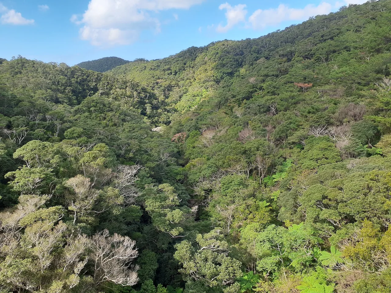 Yanbaru National Park in Okinawa