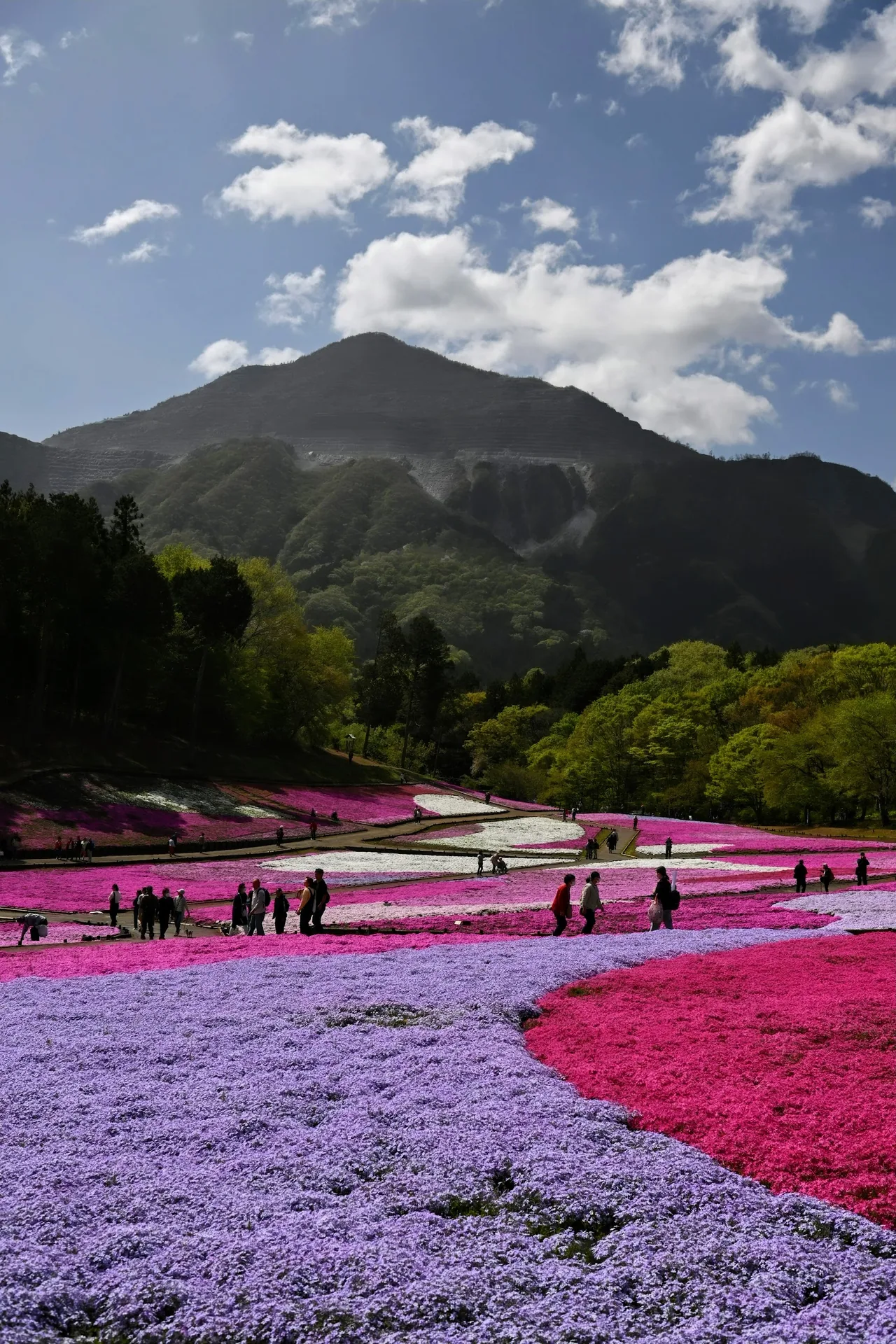 Hitsujiyama Park in Saitama