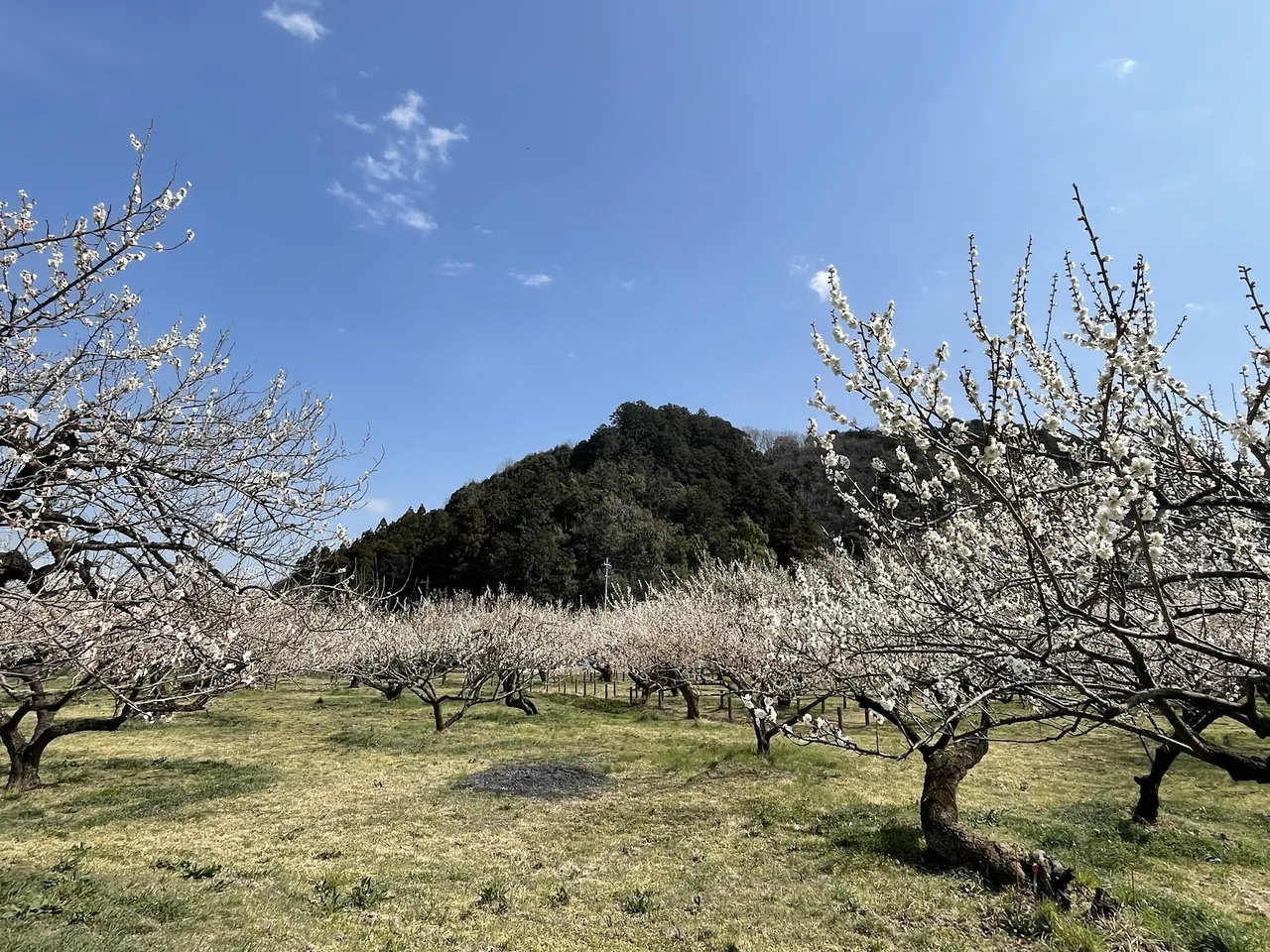 Ogose Plum Forest in Saitama