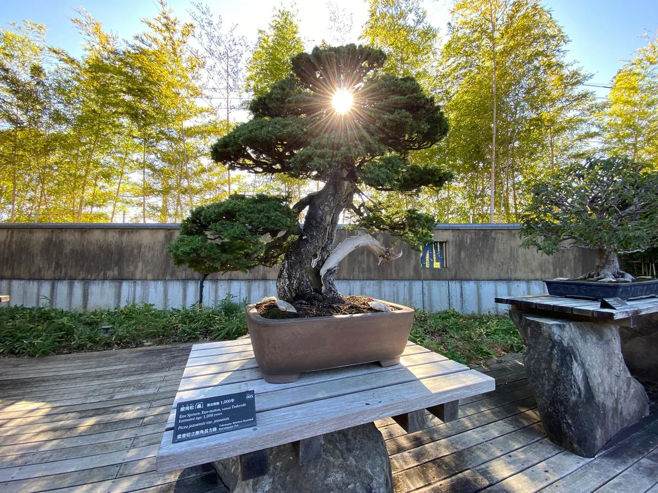 Omiya Bonsai Village in Saitama