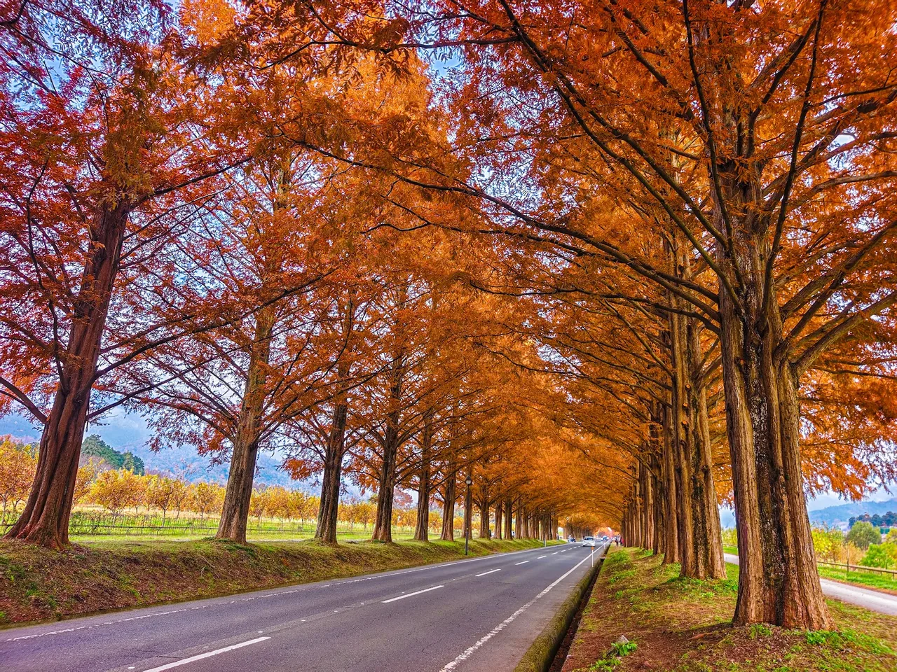 Avenue of Metasequoias in Shiga