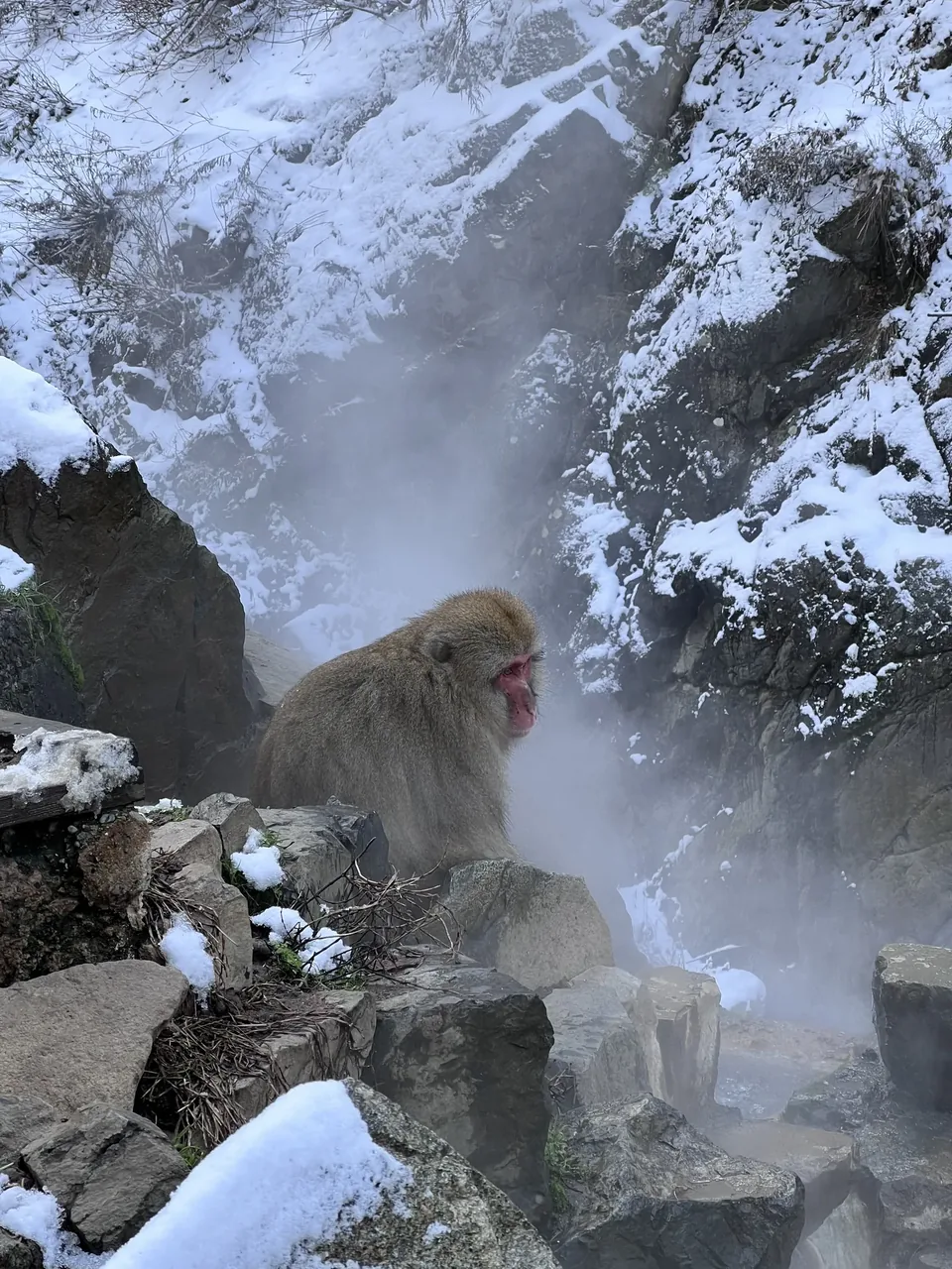 A Japanese macaque sitting in the steaming hot spring at Jigokudani