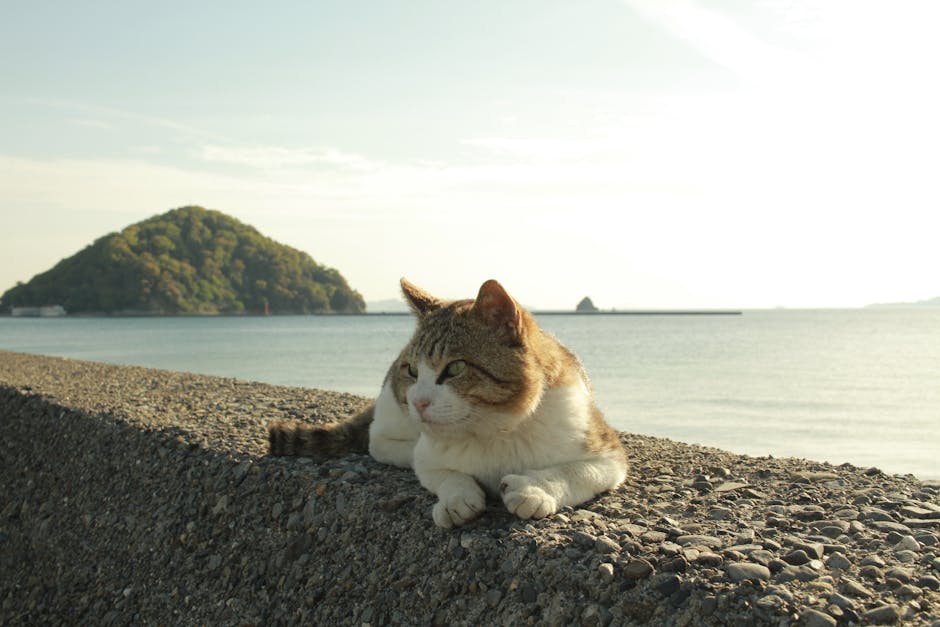 Tashirojima Cat Island