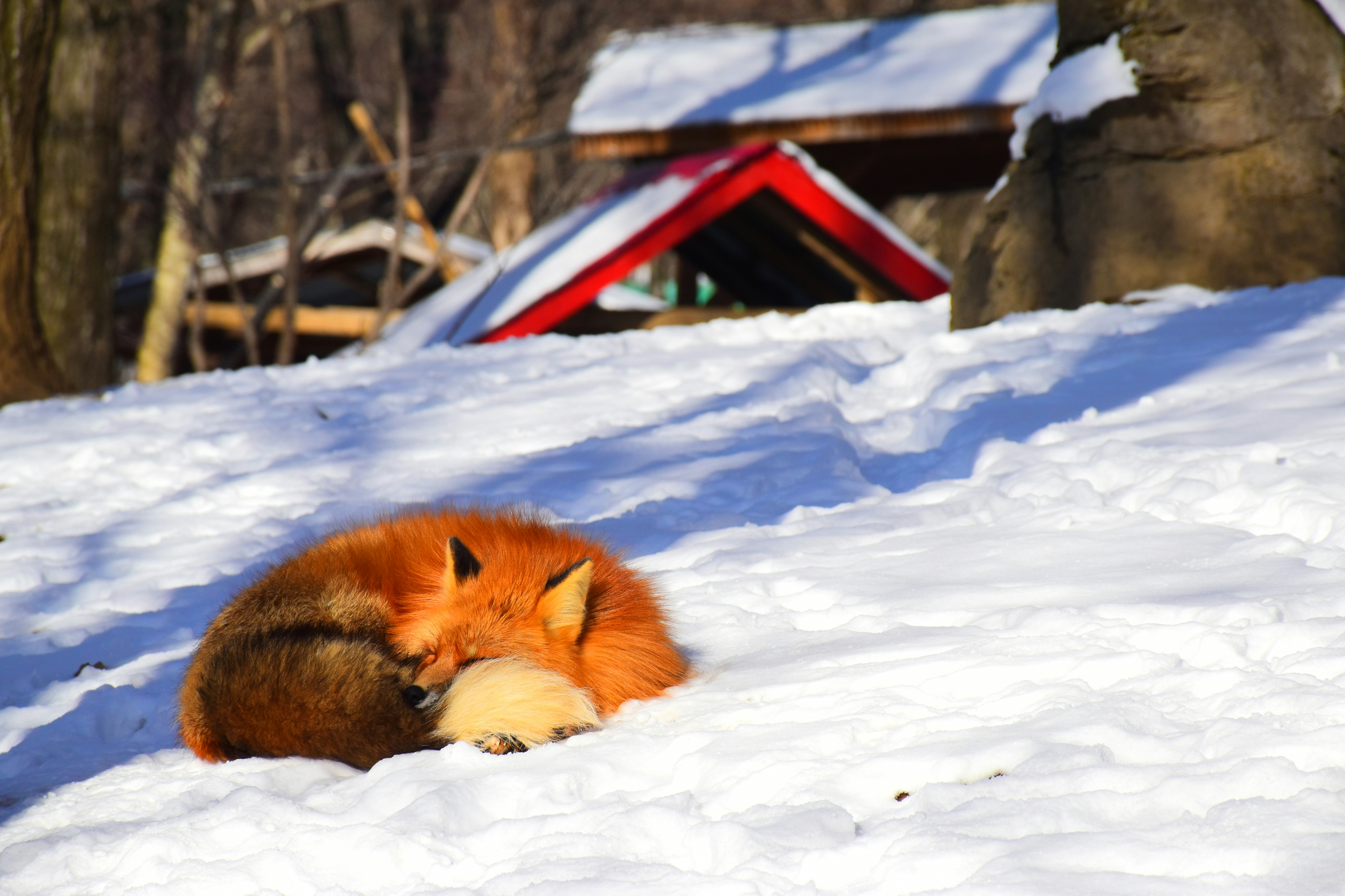 Zao Fox Village